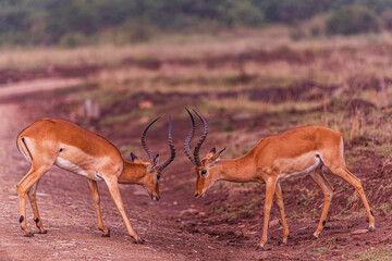 impala in the wild