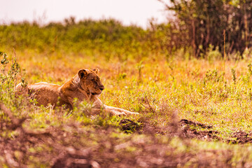 lion cub in the savannah
