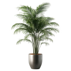 lush. green potted plant. showcasing long. feathery leaves that create a tropical ambiance the plant is housed in a sleek. modern pot. adding an aesthetic touch suitable for indoor decor. enhancing na