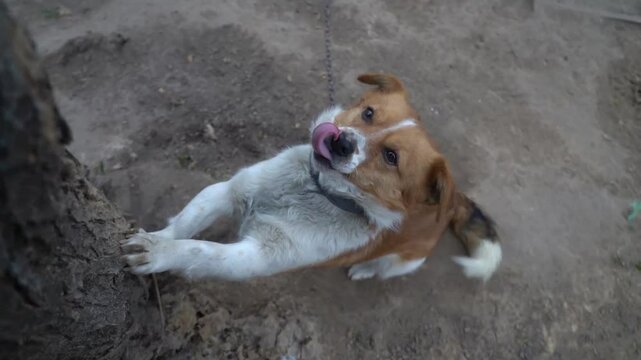 Red dog stands on its hind legs. Slow motion.
