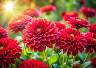 Vibrant Red Flowers Bloom in a Sunlit Garden - High-Resolution Stock Photo