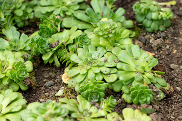 Rosularia sempervivum plant in Saint Gallen in Switzerland 20.2.2025