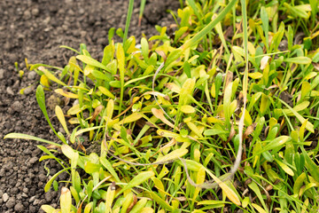 Remuremu or Selliera Radicans plant in Saint Gallen in Switzerland 20.2.2025