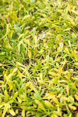 Remuremu or Selliera Radicans plant in Saint Gallen in Switzerland 20.2.2025