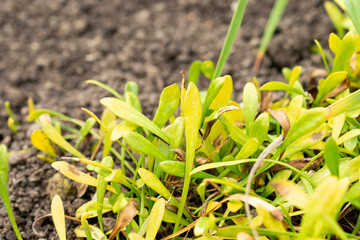 Remuremu or Selliera Radicans plant in Saint Gallen in Switzerland 20.2.2025