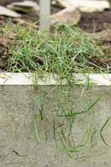 Brown vetchling or Lathyrus Setifolius plant in Saint Gallen in Switzerland 20.2.2025