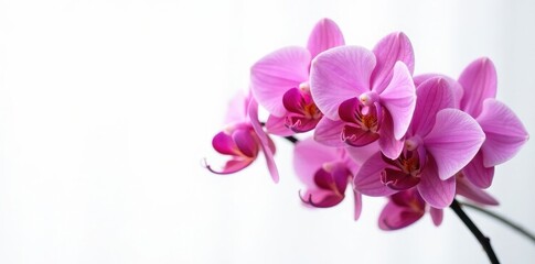 Obraz premium Cluster of vibrant pink orchids against stark white, showcasing intricate details , image, design
