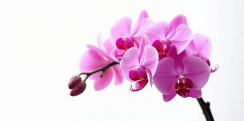 Fototapeta premium Cluster of vibrant pink orchids against stark white, showcasing intricate details , studio shot, floral arrangement, background