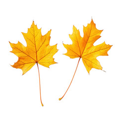 Fototapeta premium two vibrant yellow maple leaves placed on a clean white background. showcasing their detailed textures and shapes the leaves symbolize autumn and the beauty of nature. making them ideal for seasonal d