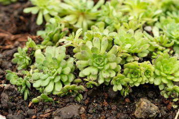 Rosularia Pallida plant in Saint Gallen in Switzerland 20.2.2025
