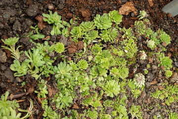 Rosularia Pallida plant in Saint Gallen in Switzerland 20.2.2025