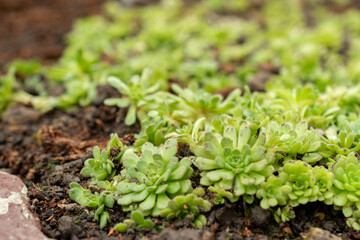 Rosularia Pallida plant in Saint Gallen in Switzerland 20.2.2025