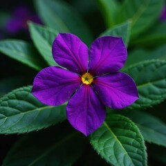 Deep purple flower atop rich green leaves; close view, leaves, plant