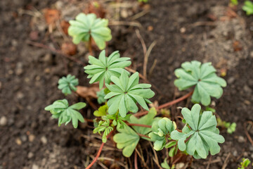 Silver shamrock or Oxalis Adenophylla plant in Saint Gallen in Switzerland 20.2.2025