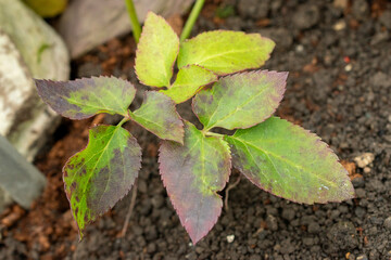 Brandblaar or Knowltonia Vesicatoria plant in Saint Gallen in Switzerland 20.2.2025