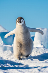 Wonderful moments in Antarctica in the middle of Emperor penguin colony. Nice to see so many chicks and families in many kind of weather. © Risto