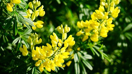 Closeup of yellow blooming wildflowers