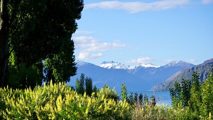 Blooming wildflowers with blue lake and snow capped mountains in the background New Zealand © CP Studios