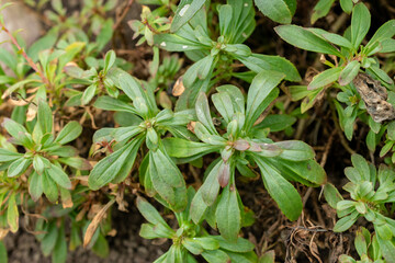 Penstemon Cardwellii plant in Saint Gallen in Switzerland 20.2.2025