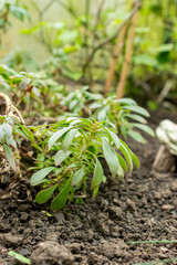 Penstemon Cardwellii plant in Saint Gallen in Switzerland 20.2.2025
