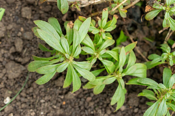 Penstemon Cardwellii plant in Saint Gallen in Switzerland 20.2.2025