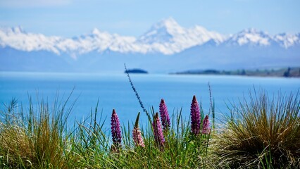 Blooming lupin wildflowers with blue lake and snow capped mountains in the background New Zealand © CP Studios