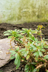 Penstemon Cardwellii plant in Saint Gallen in Switzerland 20.2.2025