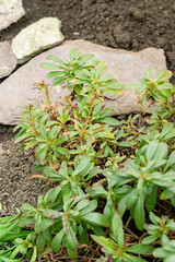 Penstemon Cardwellii plant in Saint Gallen in Switzerland 20.2.2025