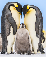 Wonderful moments in Antarctica in the middle of Emperor penguin colony. Nice to see so many chicks and families in many kind of weather.
