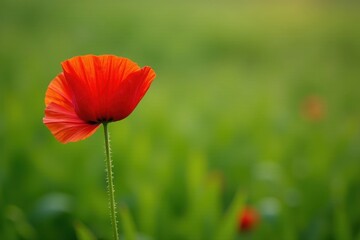 Naklejka premium Lone red poppy, vibrant crimson petals against green field, botany, tall