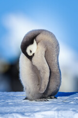 Wonderful moments in Antarctica in the middle of Emperor penguin colony. Nice to see so many chicks and families in many kind of weather.