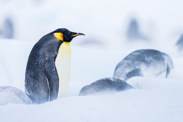Fototapeta premium Wonderful moments in Antarctica in the middle of Emperor penguin colony. Nice to see so many chicks and families in many kind of weather.