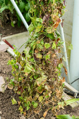 Convolvulus Siculus plant in Saint Gallen in Switzerland 20.2.2025