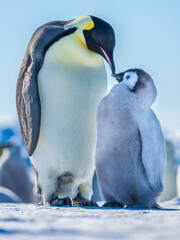 Obraz premium Wonderful moments in Antarctica in the middle of Emperor penguin colony. Nice to see so many chicks and families in many kind of weather.