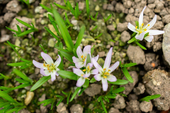 Merendera Sobolifera plant in Saint Gallen in Switzerland 20.2.2025