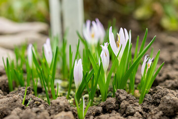 Merendera Sobolifera plant in Saint Gallen in Switzerland 20.2.2025