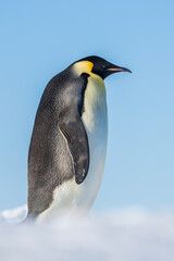 Wonderful moments in Antarctica in the middle of Emperor penguin colony. Nice to see so many chicks and families in many kind of weather.