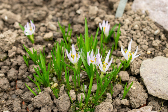 Merendera Sobolifera plant in Saint Gallen in Switzerland 20.2.2025