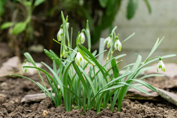 Snowdrop or Galanthus Nivalis var Scharlockii plant in Saint Gallen in Switzerland 20.2.2025