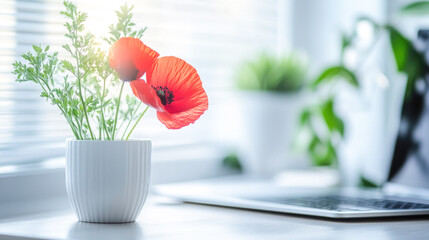 Red poppies in white pot on sunny desk by laptop