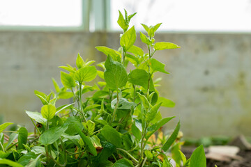Convolvulus Siculus Agrestis plant in Saint Gallen in Switzerland 20.2.2025