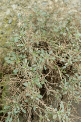 Verbascum Spinosum plant in Saint Gallen in Switzerland 20.2.2025
