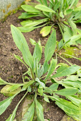 Obraz premium Cynoglossum Creticum plant in Saint Gallen in Switzerland 20.2.2025