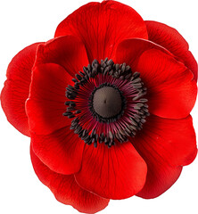 Realistic botanical illustration of a red anemone, also known as poppy anemone or windflower. Vibrant red petals with fine veins. Dark central disk with layered stamens. Isolated PNG.