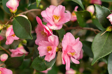 Camellia cornish spring plant in Saint Gallen in Switzerland 20.2.2025