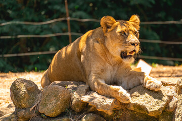Naklejka premium A beautiful female lion laying down in the sun. In the Zoo in Sao Paulo, Brazil.