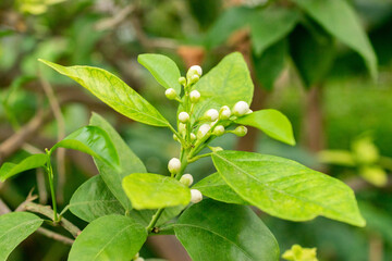 Citrus Sinensis plant in Saint Gallen in Switzerland 20.2.2025