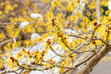 Chinese witch hazel or Hamamelis Mollis plant in Saint Gallen in Switzerland 20.2.2025