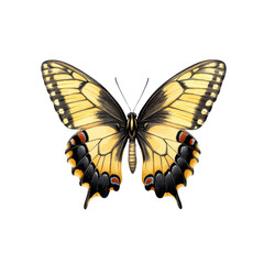 Fototapeta premium A vibrant butterfly perched with detailed wings spread wide.