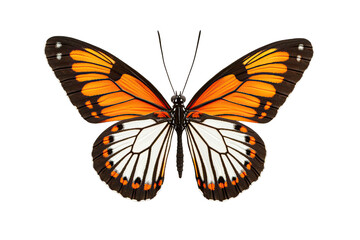Fototapeta premium A vibrant monarch butterfly perched with open wings.